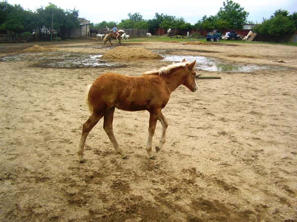 Výuka LineDance a country tanců u koní