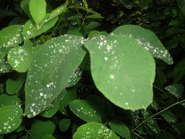 Závěr taneční sezóny 2003/2004 - Farma, Obřany